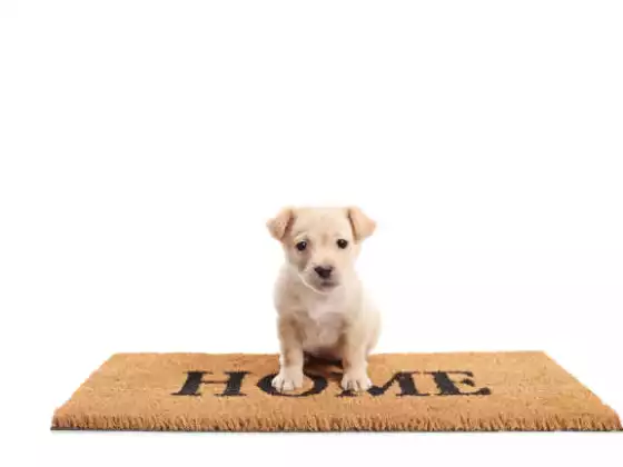 What Animals Can Teach Us About Listening: Finding Home