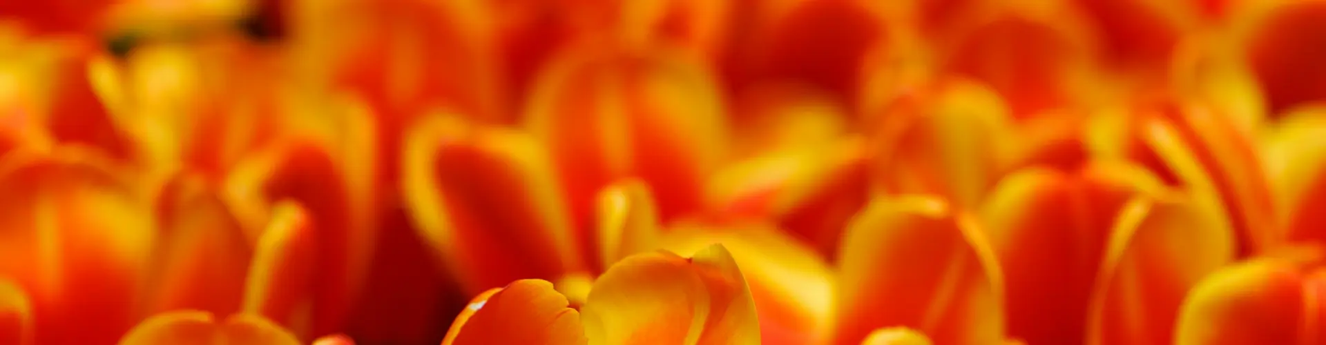 Guarigione a distanza per il supporto alla disintossicazione dei chakra della radice, sacrale e del plesso solare - Online Class by Jamie Butler