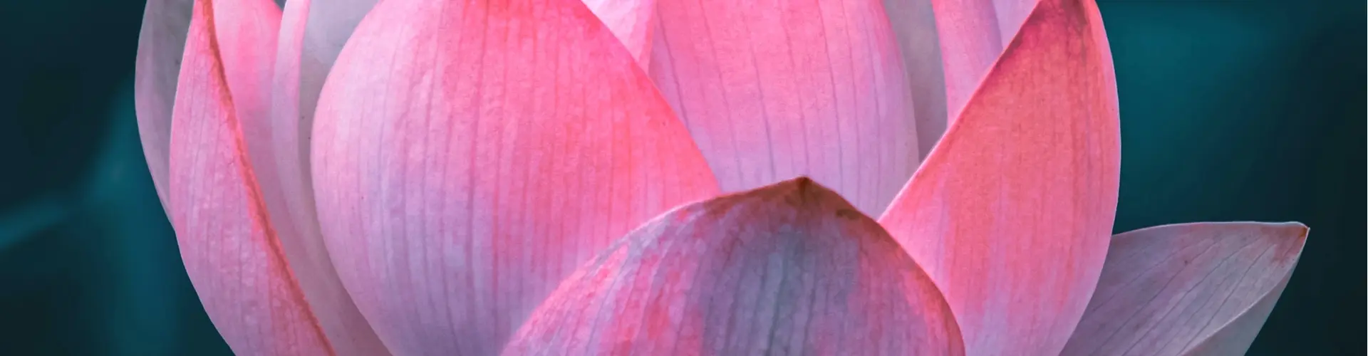 Cuối tuần học Reiki Mastership - Online Class by Jamie Butler