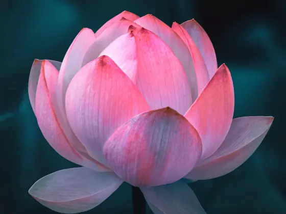 Cuối tuần học Reiki Mastership